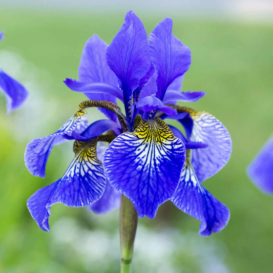 siberian iris silver edge