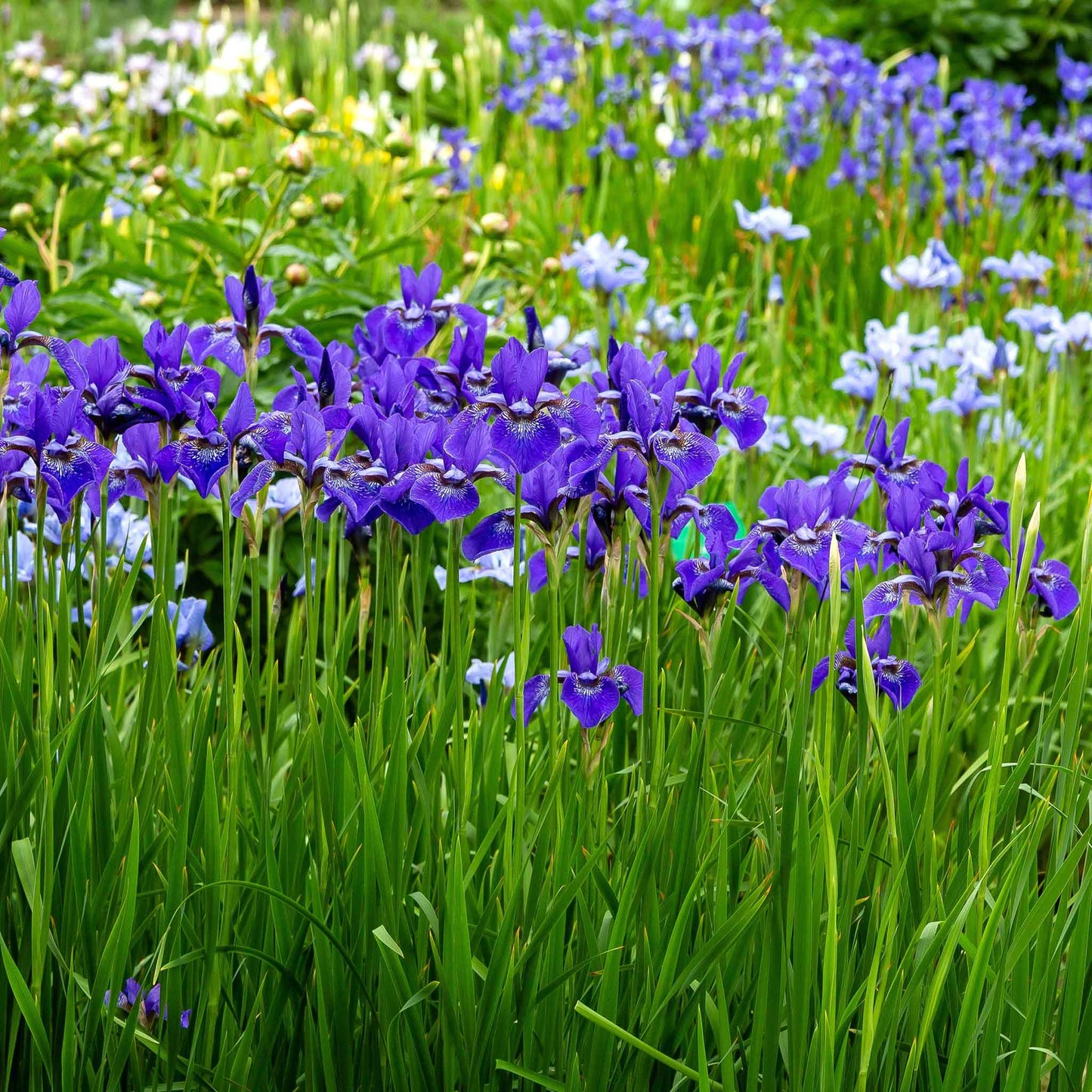 siberian iris silver edge