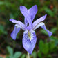 iris wild blue