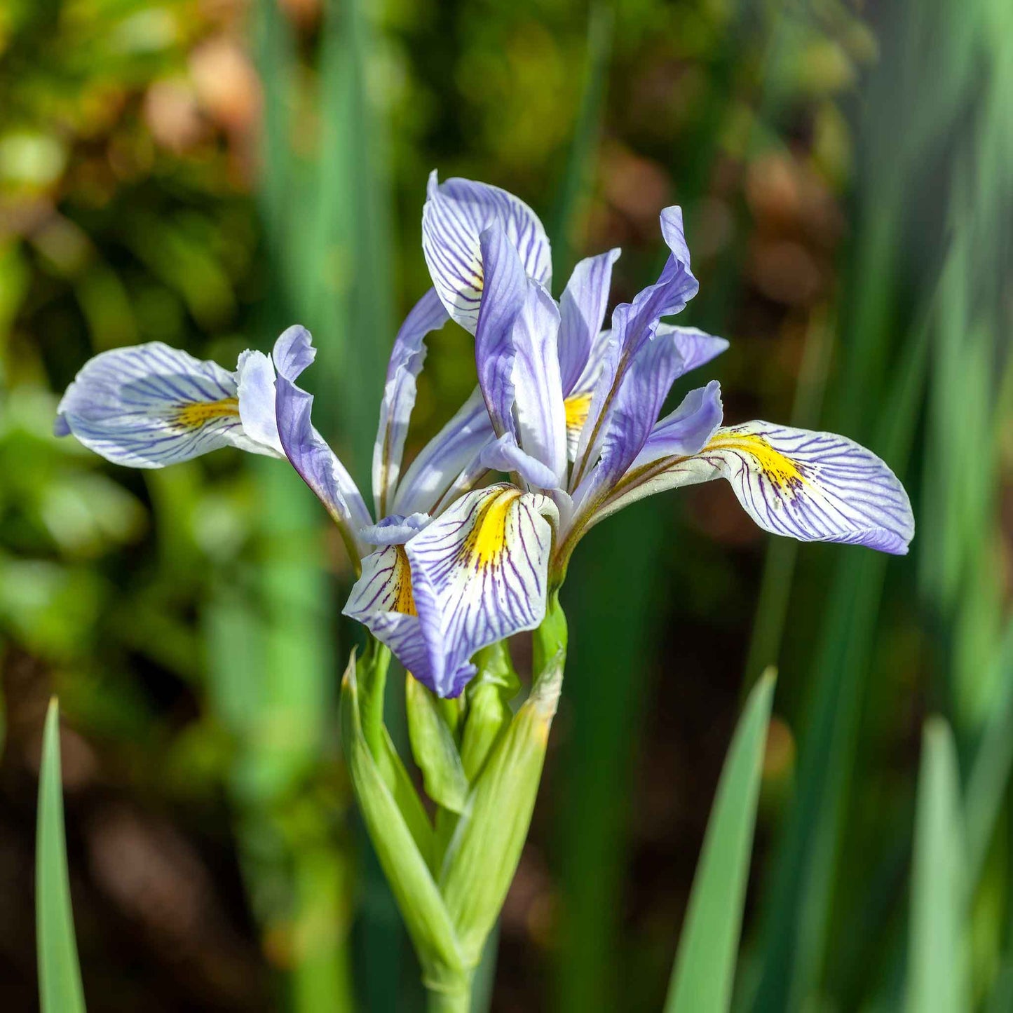 iris wild blue