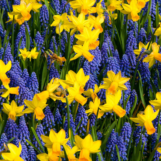 jetfire daffodil and grape hyacinth mix