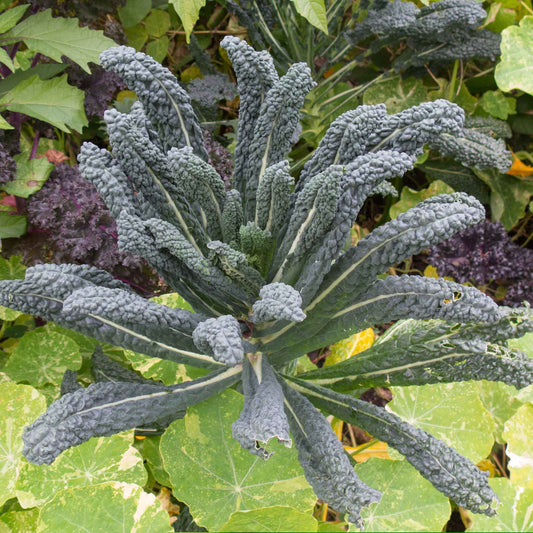 kale organic lacinato