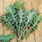 kale red russian