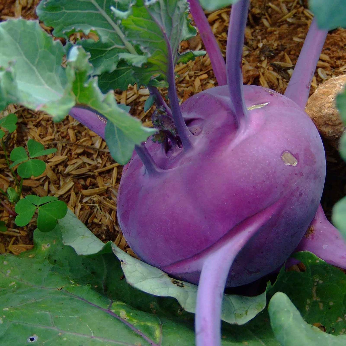 kohlrabi purple vienna