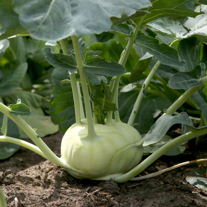 kohlrabi white vienna