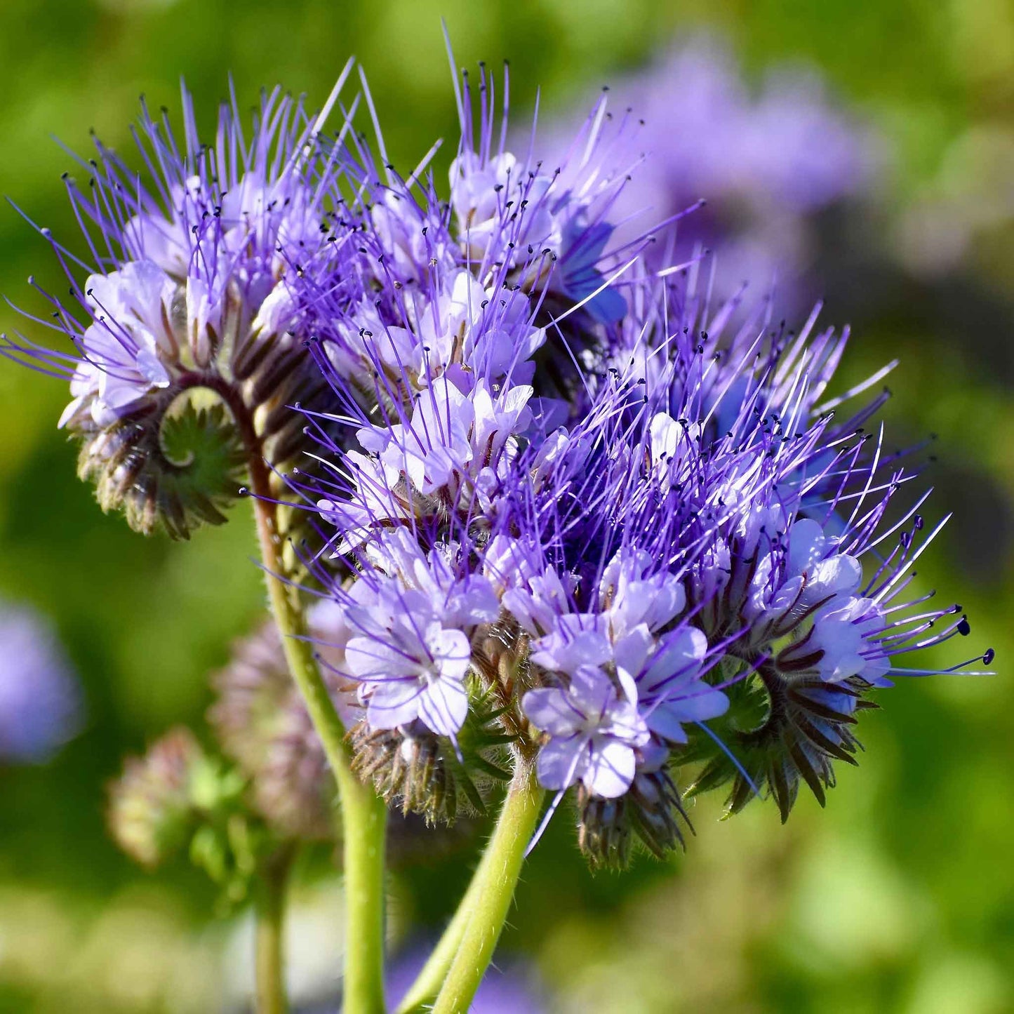 lacy phacelia