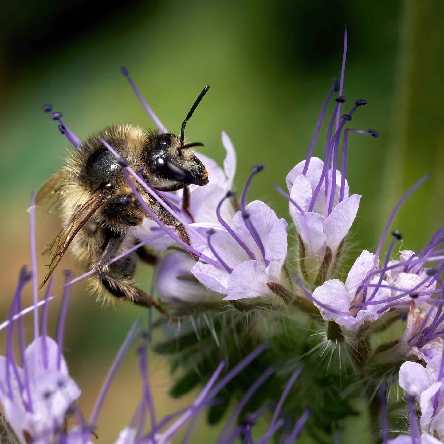 lacy phacelia