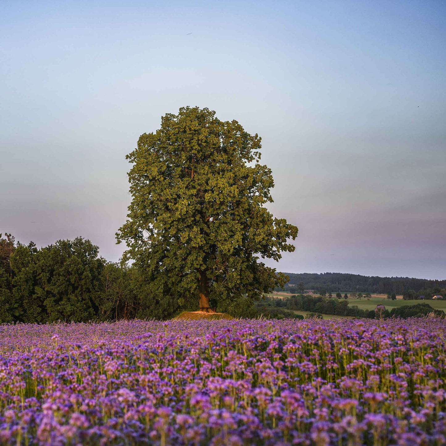 lacy phacelia