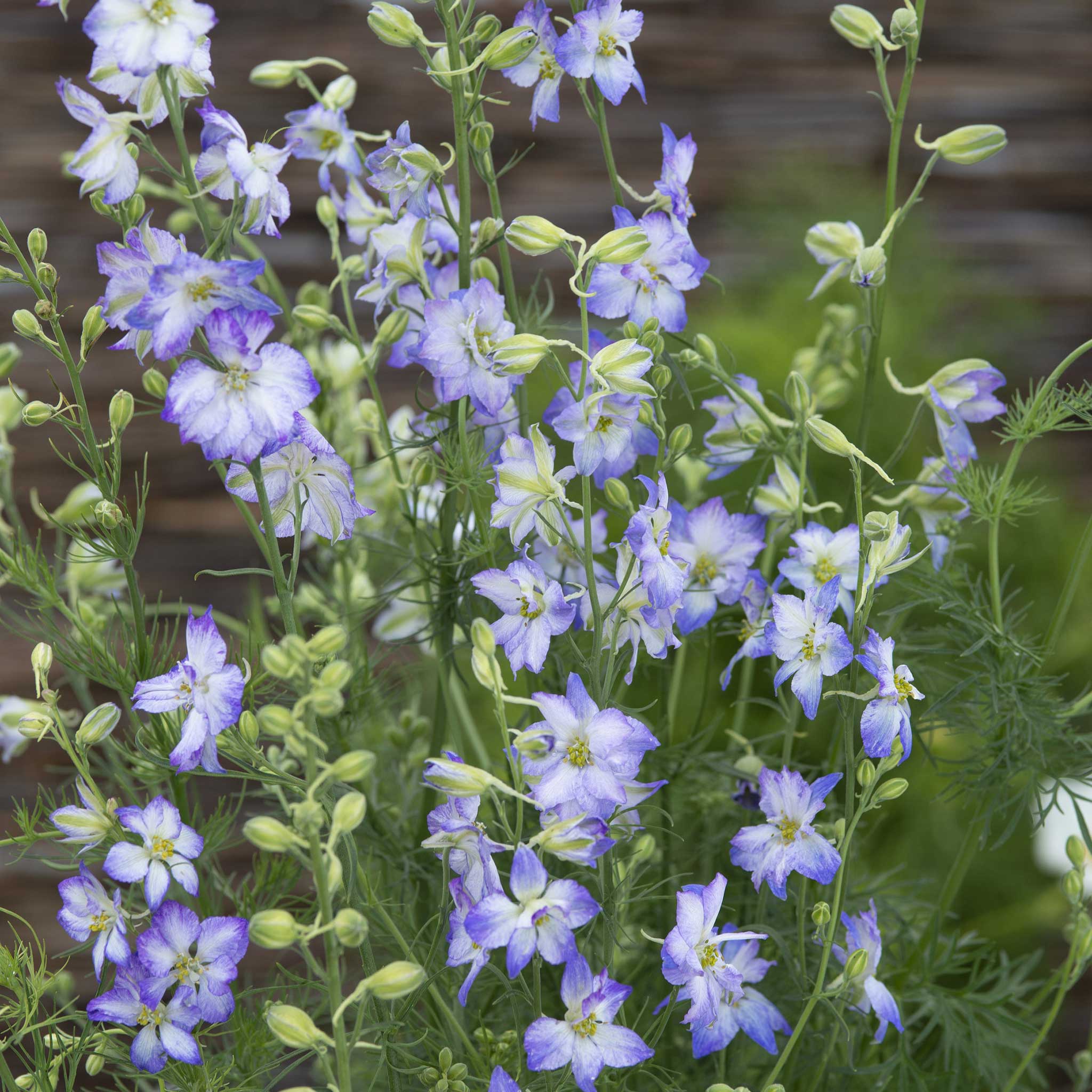 Larkspur Seeds - Frosted Skies | Flower Seeds in Packets & Bulk | Eden ...