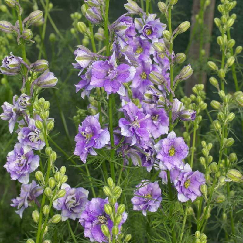 Larkspur Seeds - QIS Light Blue | Flower Seeds in Packets & Bulk | Eden ...