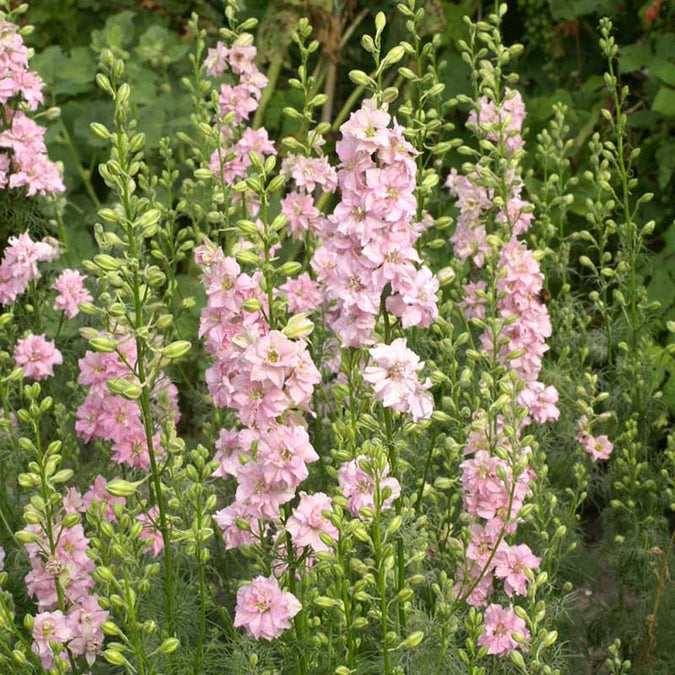 Larkspur Seeds - QIS Light Pink | Flower Seeds in Packets & Bulk | Eden ...