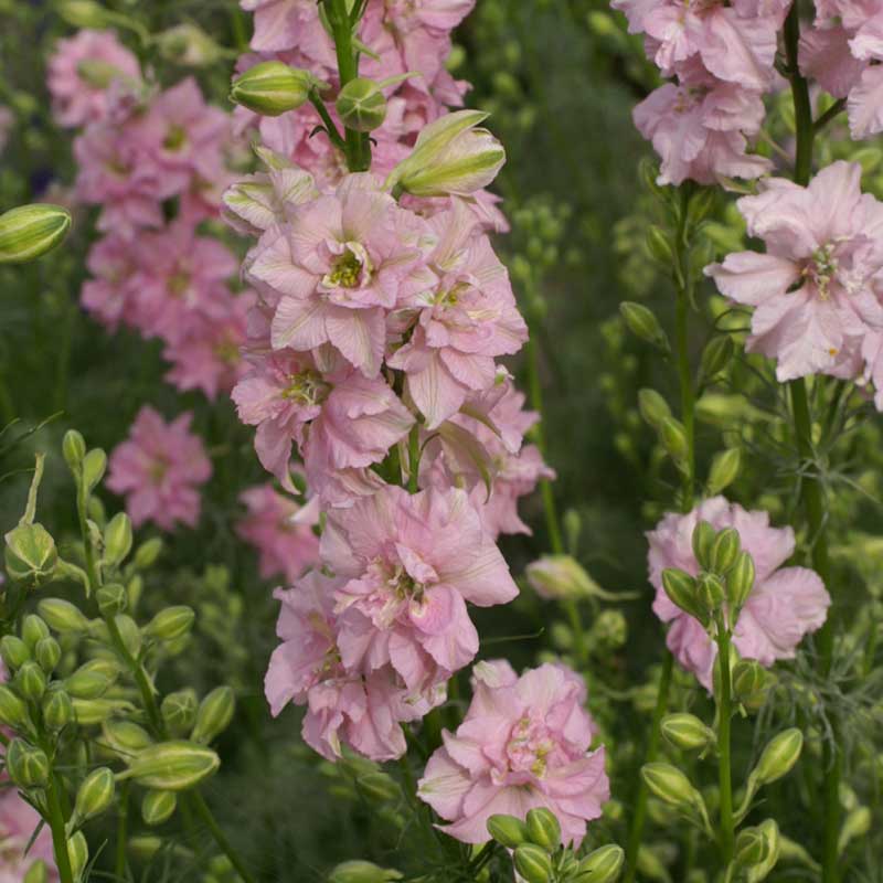 Larkspur Seeds - QIS Light Pink | Flower Seeds in Packets & Bulk | Eden ...