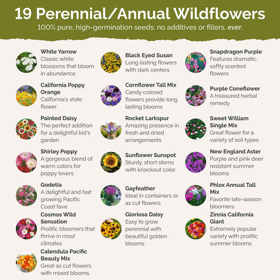 Late Bloomer - Fall Blooming Wildflower Seed Mix – Eden Brothers