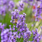 lavender hidcote promise