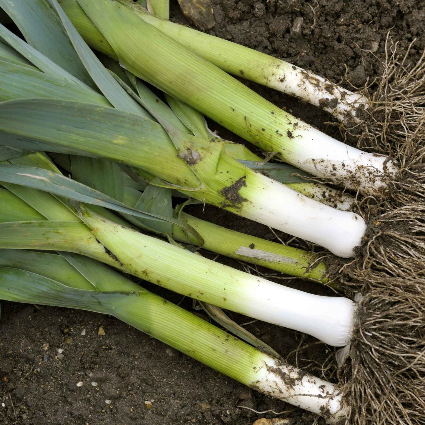 leek organic american flag