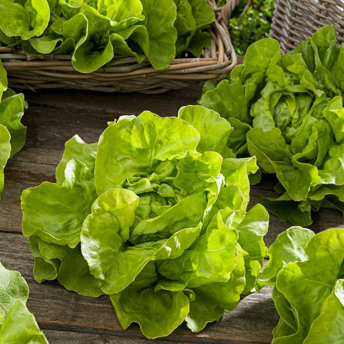 lettuce bibb | copyright: Floramedia UK Ltd