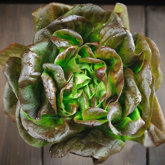 lettuce bronze mignonette