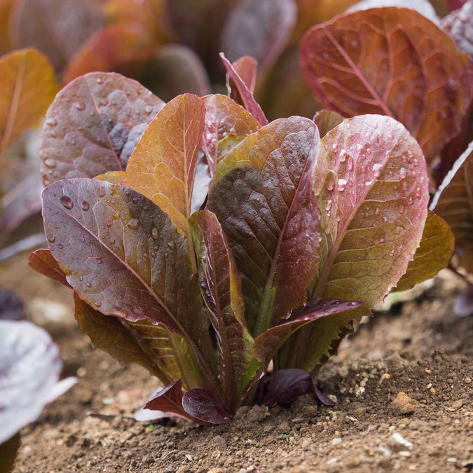 lettuce cimmaron