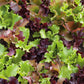 lettuce gourmet salad blend