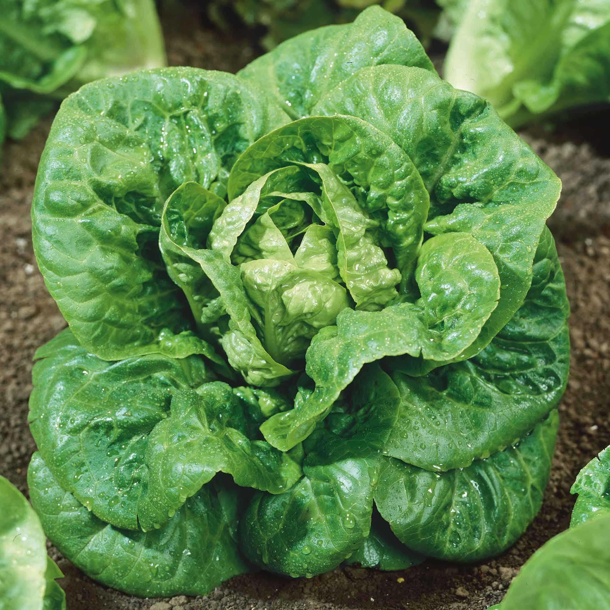 Lettuce Seeds - Little Gem | Vegetable Seeds in Packets & Bulk | Eden ...