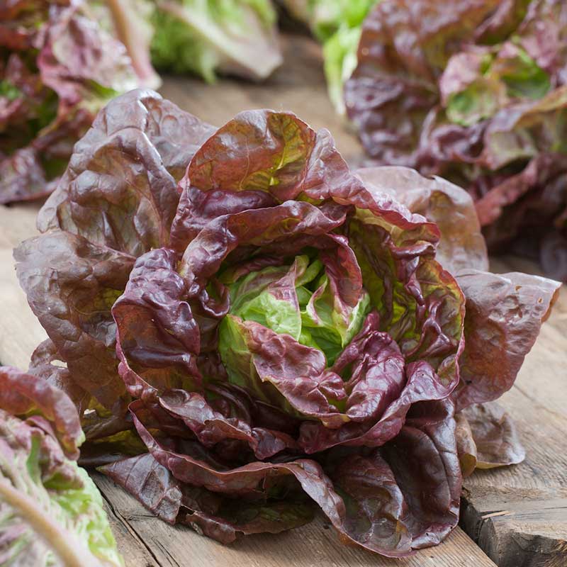 lettuce marvel of four seasons | copyright: Floramedia UK Ltd