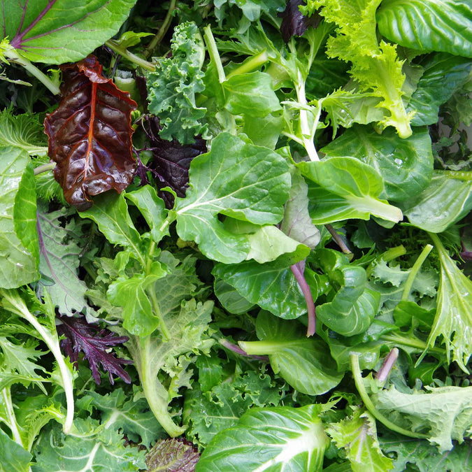 lettuce mesclun mix