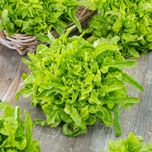 lettuce oakleaf | copyright: Floramedia UK Ltd