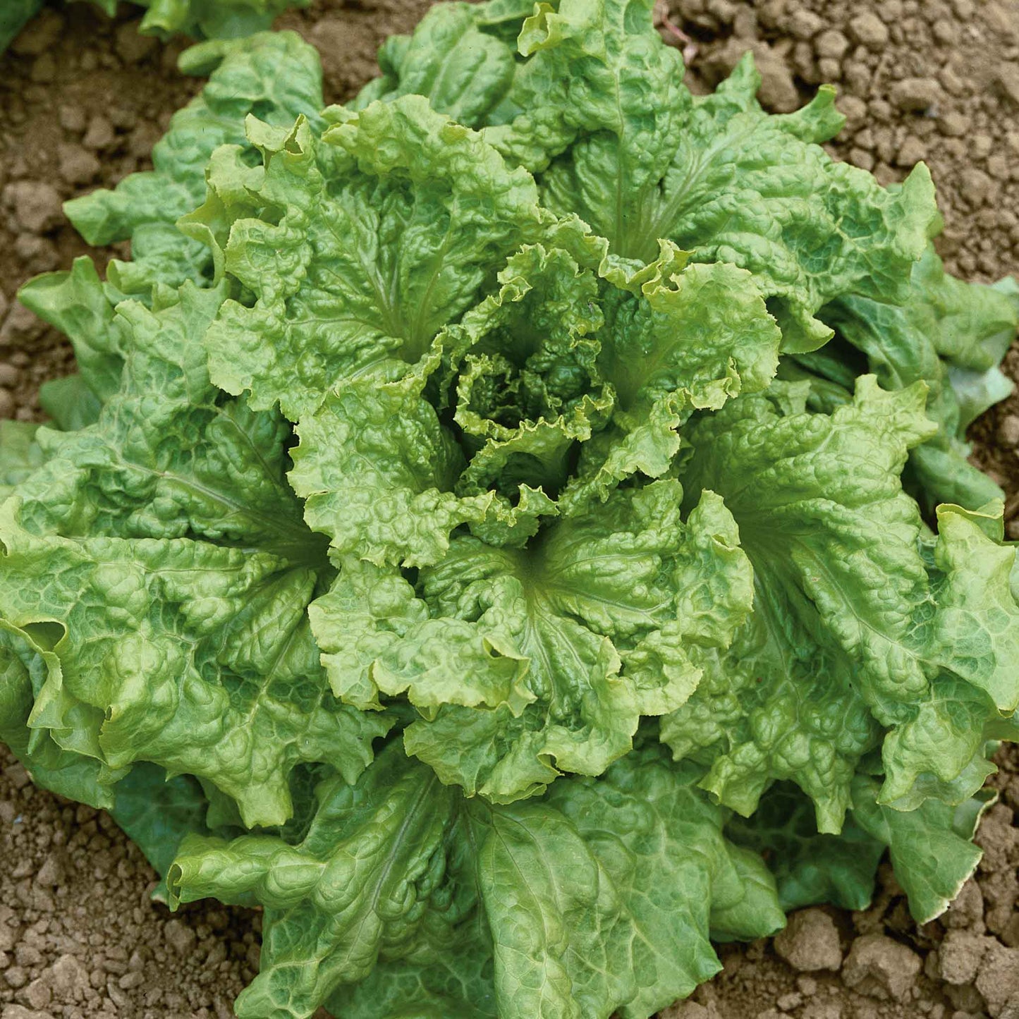 lettuce organic black seeded simpson