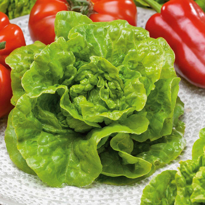 lettuce organic buttercrunch