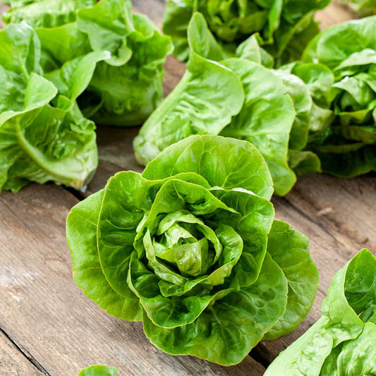 lettuce organic little gem | copyright: Floramedia UK Ltd