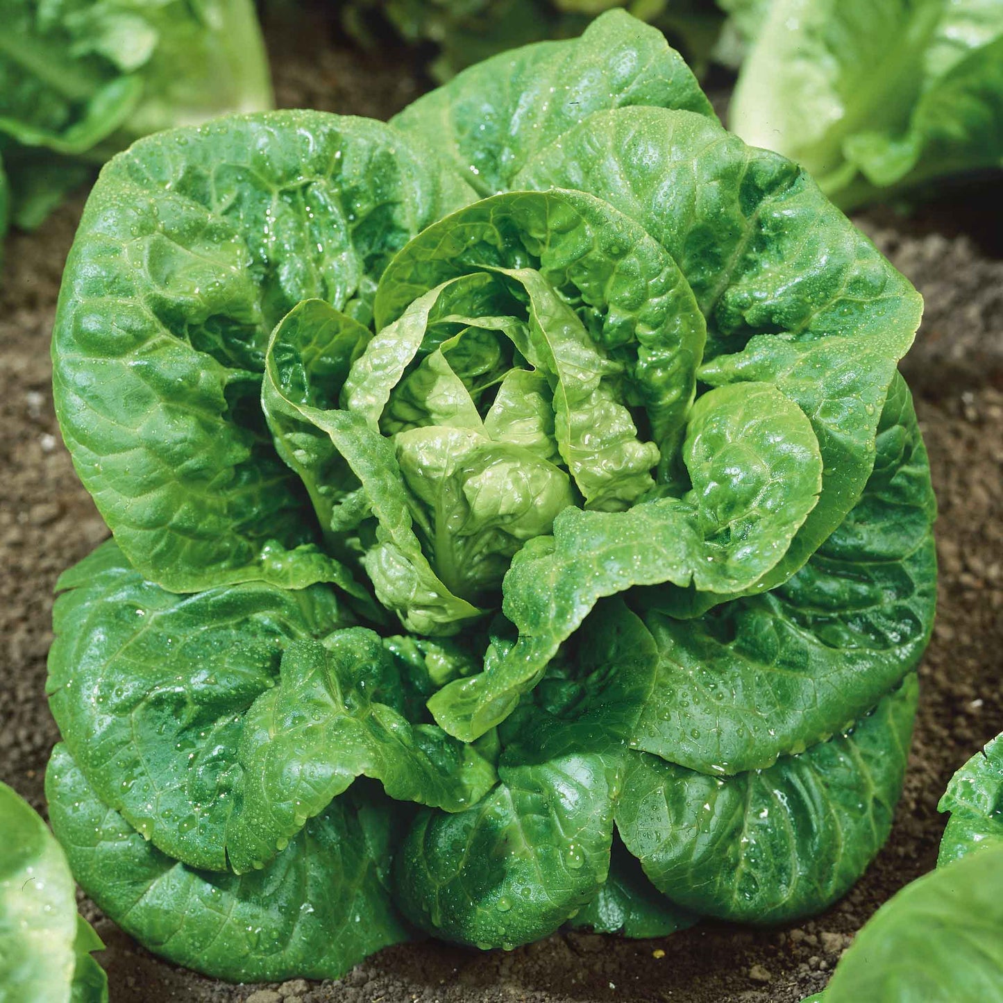 lettuce organic little gem