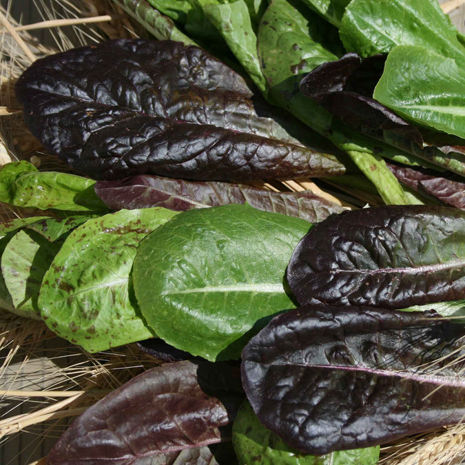 lettuce organic tricolor romaine blend