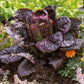 lettuce red romaine