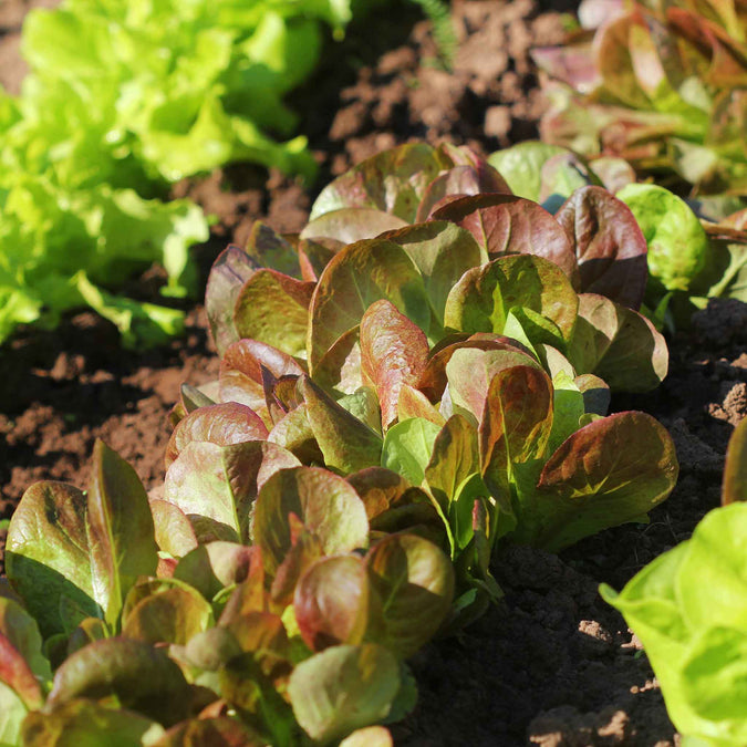 lettuce rouge d'hiver