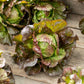 lettuce ruby | copyright: Floramedia UK Ltd