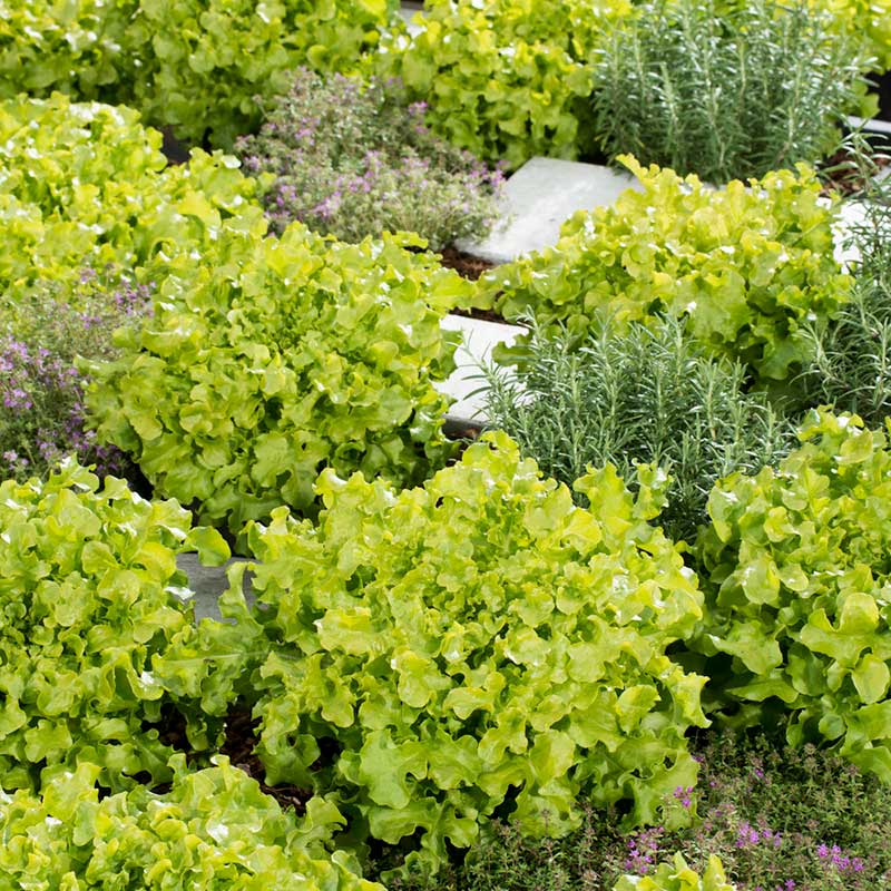 lettuce salad bowl green | copyright: Floramedia UK Ltd