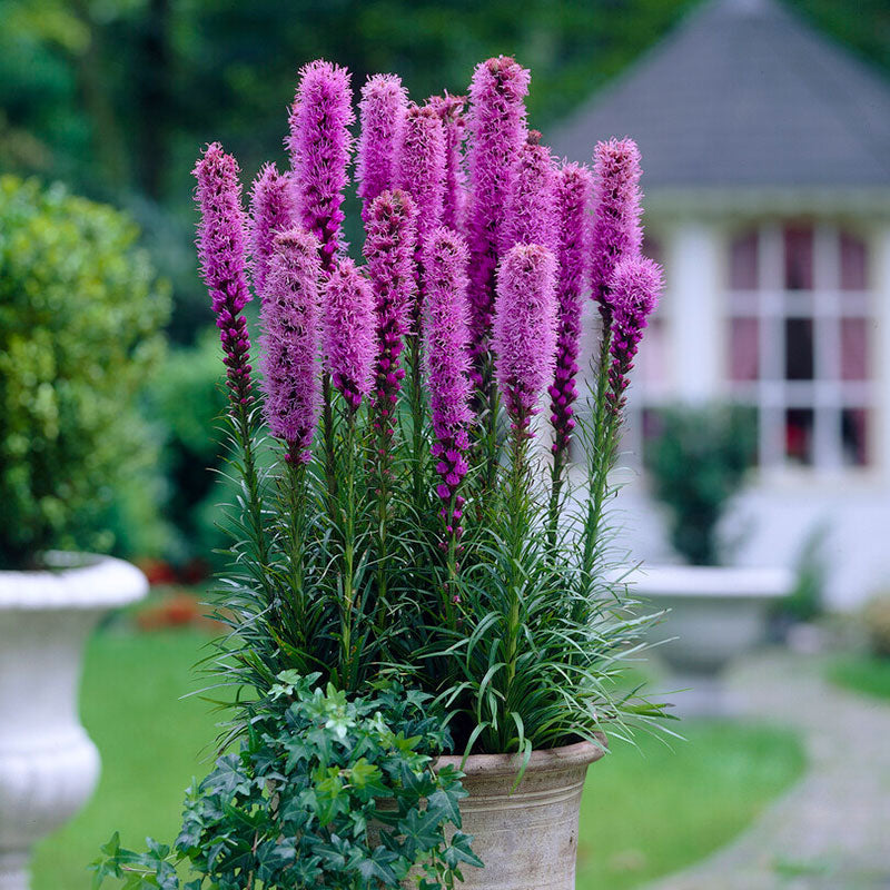 liatris blue