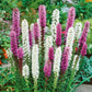 liatris blue and white mix