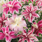 double oriental lily mix