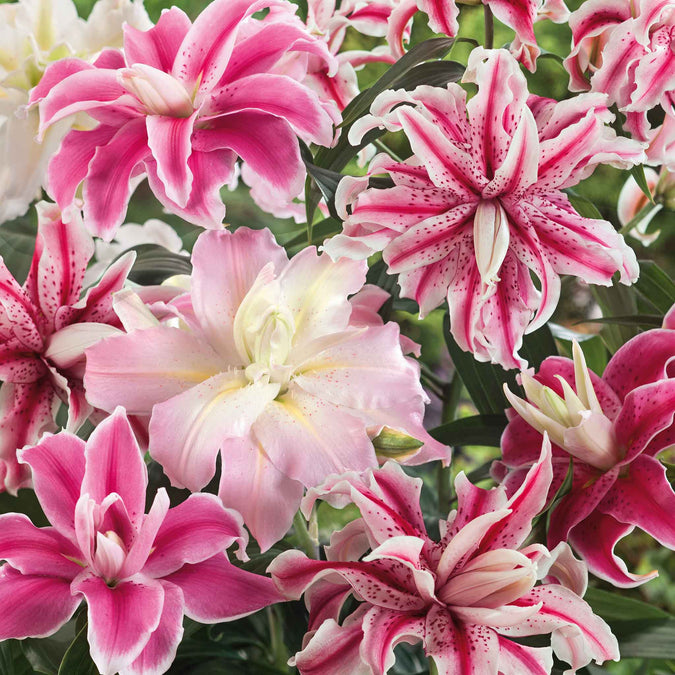 double oriental lily mix