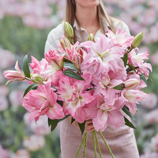 lily double pink mix