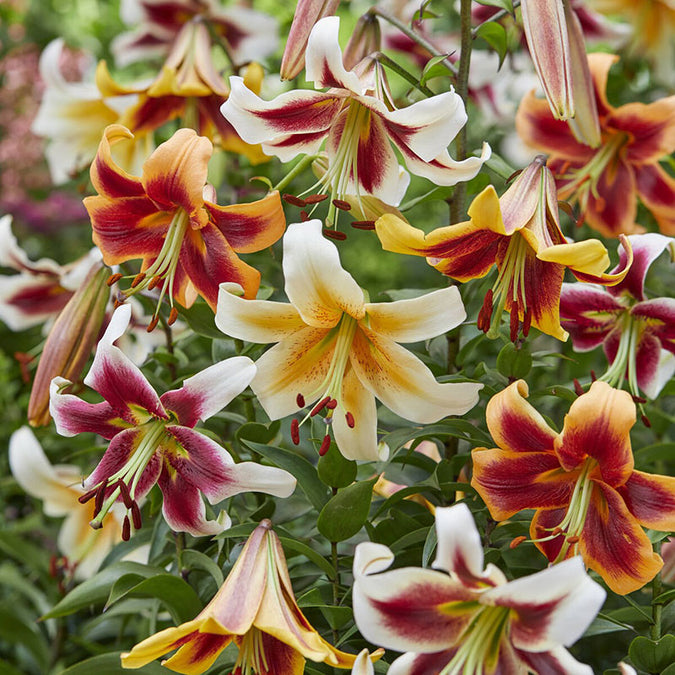 lily giant ot mix