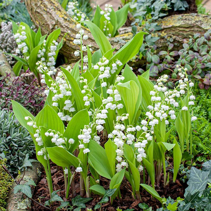 lily of the valley | copyright: Floramedia UK Ltd