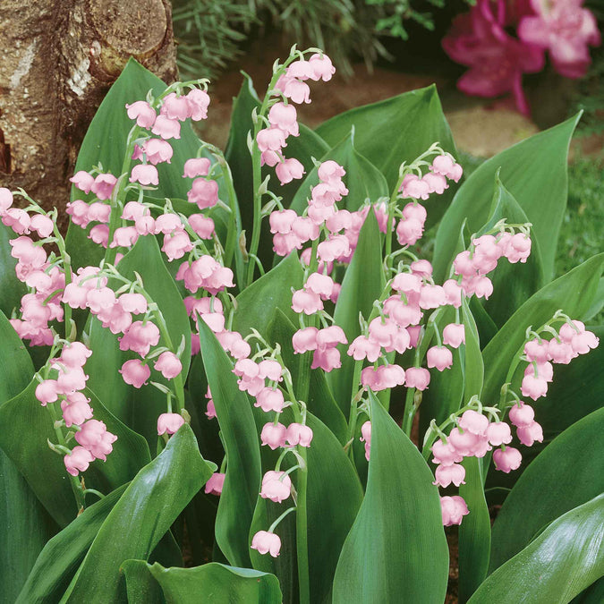 lily of the valley pink