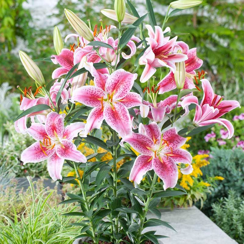 lily stargazer | copyright: Floramedia UK Ltd