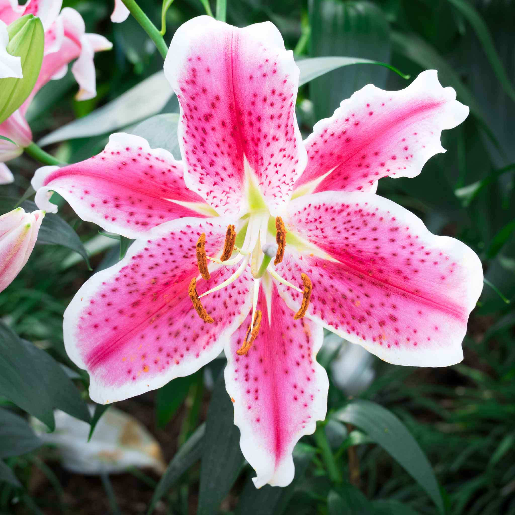 Oriental Lily Bulbs - Stargazer | Flower Bulbs | Eden Brothers