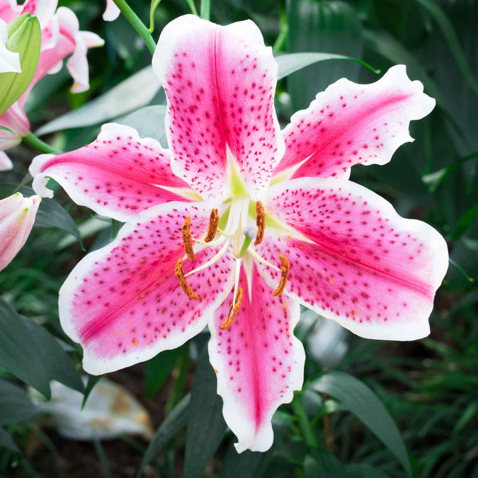 lily stargazer