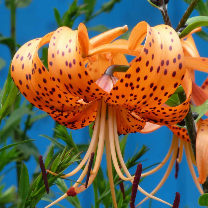 lily tigrinum splendens