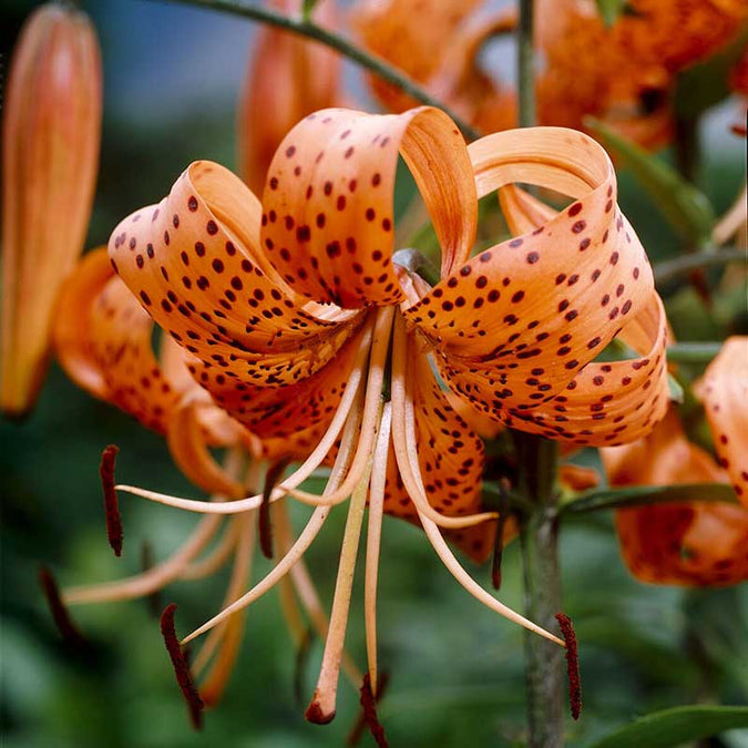 lily tigrinum splendens