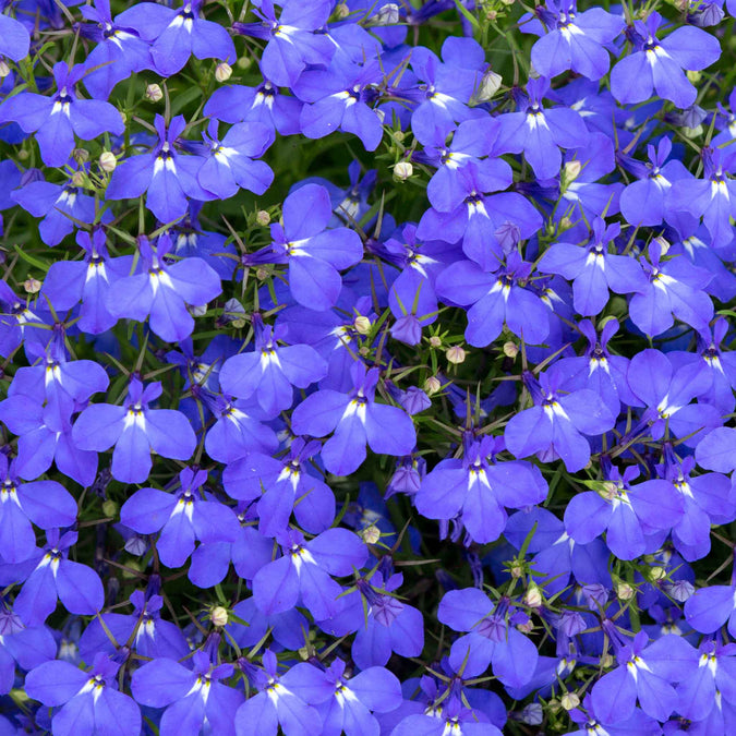 lobelia compact blue